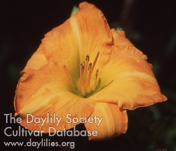 Daylily Barber of Seville